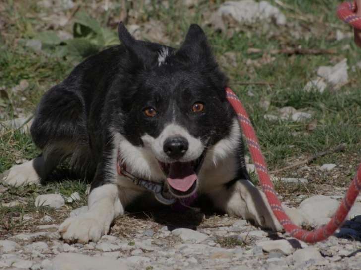 En attente d'adoption, chienne Border Collie noire et blanche