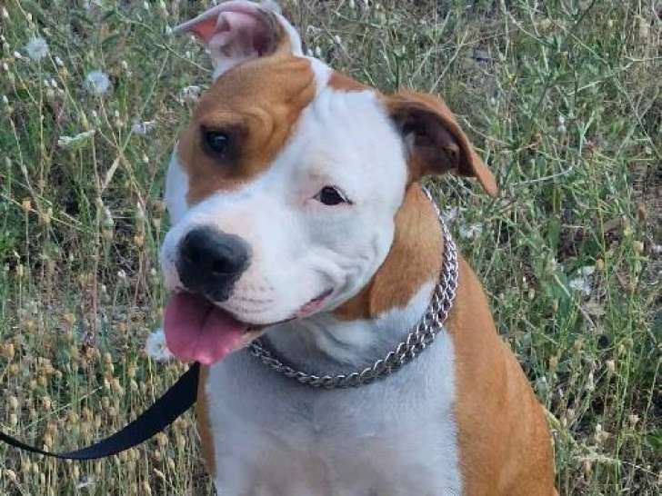 Prête pour l’adoption, chienne Staffordshire Américain Terrier de 4 ans