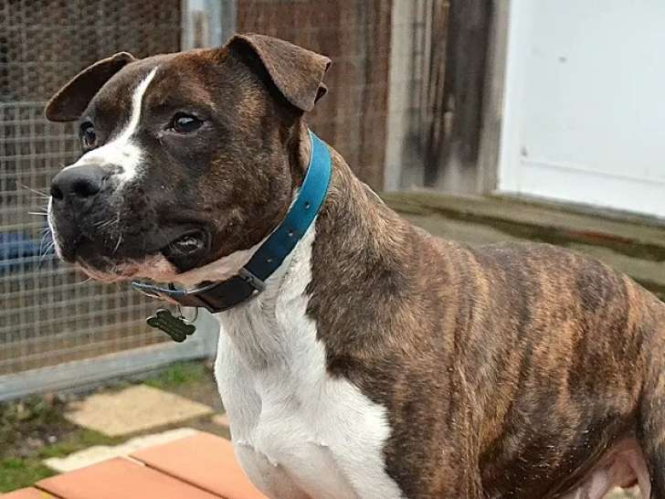 En attente d’une famille, chien Staffordshire Américain Terrier bringé