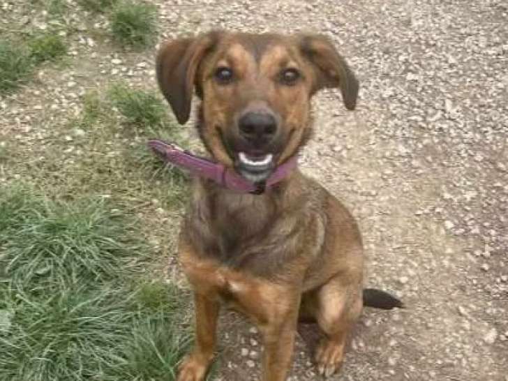 À accueillir, chiot mâle Berger de 8 mois