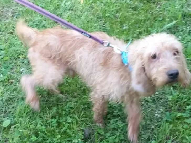 En quête d'un foyer, chien Basset fauve de Bretagne de 5 ans