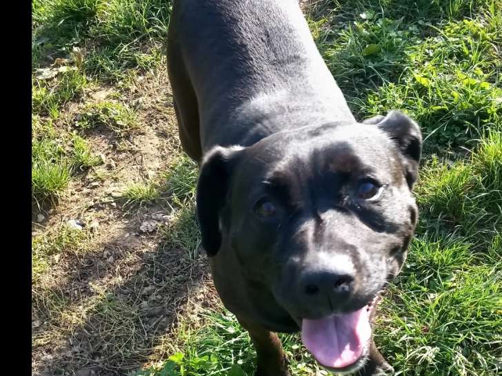 Adoption disponible : chienne Staffordshire Bull Terrier de 6 ans