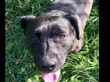 Adoption disponible : chienne Staffordshire Bull Terrier de 6 ans