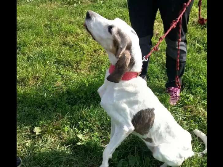 À la recherche d'une famille, chien Courant marron et blanc