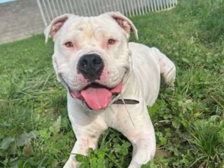 À adopter : chien Dogue Argentin blanc
