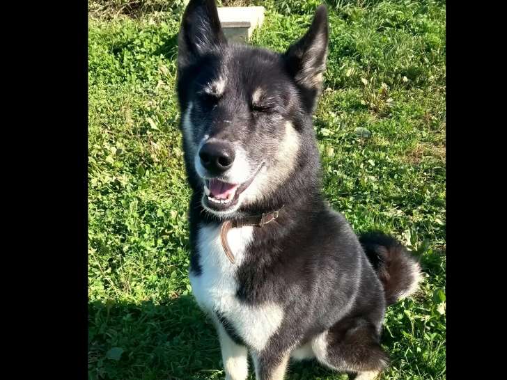 Disponible à l'adoption : chien Husky Sibérien noir et blanc
