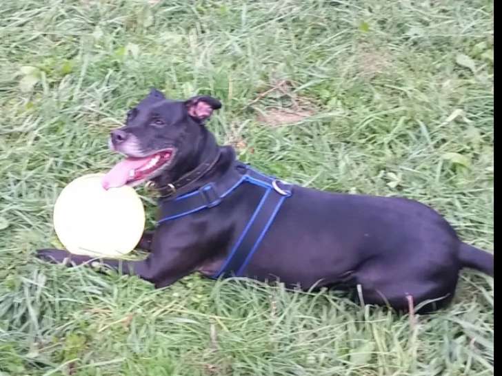 En attente d’adoption : chienne Labrador noire