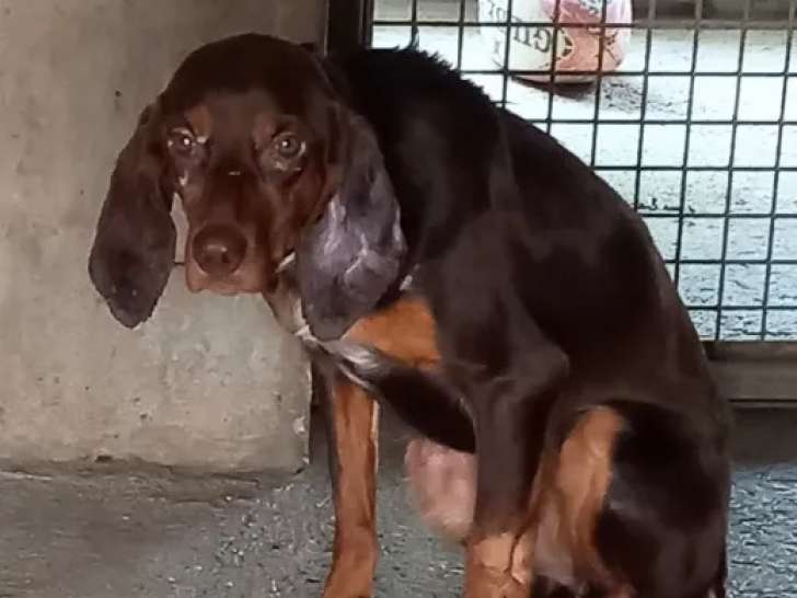 Prête pour l’adoption : chienne Courant d’un an