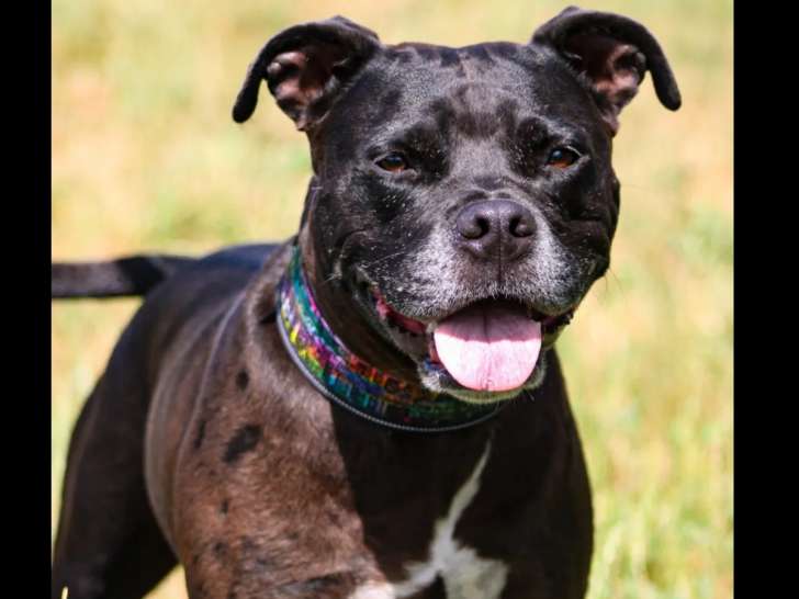 En attente d'un foyer : chienne Staffordshire Américain Terrier de 5 ans