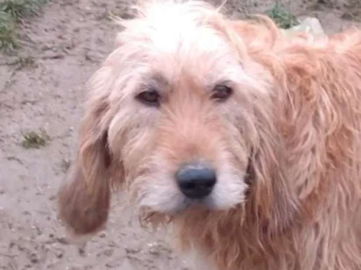 Adoption disponible : chienne Griffon fauve