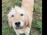 Adoption disponible : chienne Griffon fauve