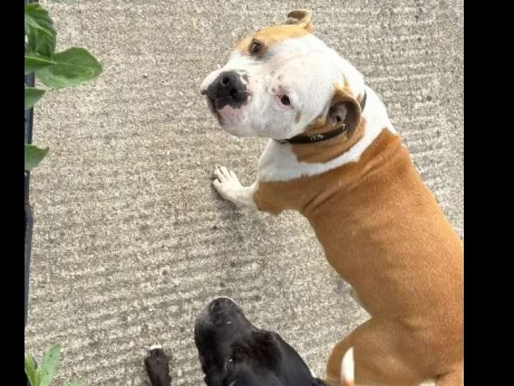 À la recherche d'un foyer : chien Staffordshire Américain Terrier de 8 ans