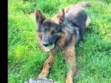 Chien Berger Allemand noir et feu à adopter