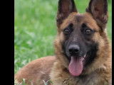 Chien Berger Malinois fauve disponible à l'adoption