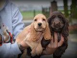 Chiots Cocker Anglais à réserver