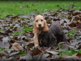 Chiots Cocker Anglais à réserver