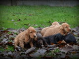 Chiots Cocker Anglais à réserver