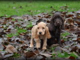 Chiots Cocker Anglais à réserver
