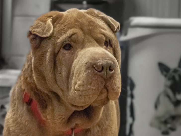 Chien Shar-Peï marron à accueillir