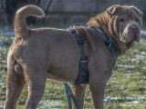 Chien Shar-Peï marron à accueillir