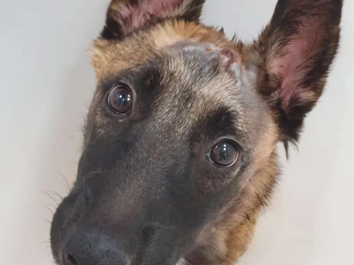 Chienne de 2 ans en quête d'un foyer