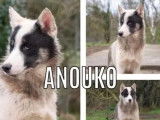 Adoption disponible : chien Husky Sibérien gris et blanc