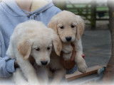 Chiots Golden Retriever à vendre
