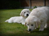 Chiots Golden Retriever à vendre