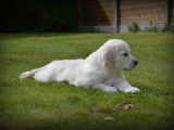 Chiots Golden Retriever à vendre