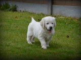 Chiots Golden Retriever à vendre