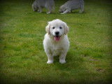 Chiots Golden Retriever à vendre