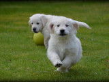 Chiots Golden Retriever à vendre