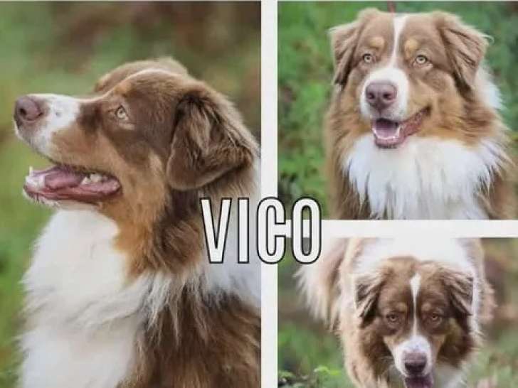 Chien Berger Australien d'un an à la recherche d’un foyer