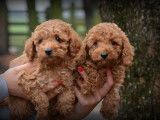 Chiots Caniche abricot à vendre