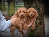 Chiots Caniche abricot à vendre