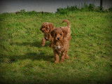 Chiots Caniche abricot à vendre