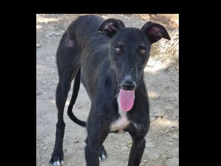 À adopter : chien Lévrier Espagnol d'un an