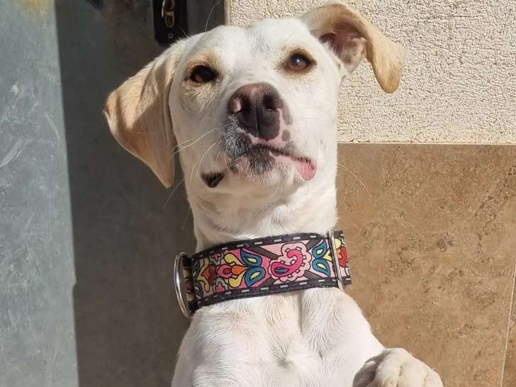 En attente d'adoption : chien au pelage blanc