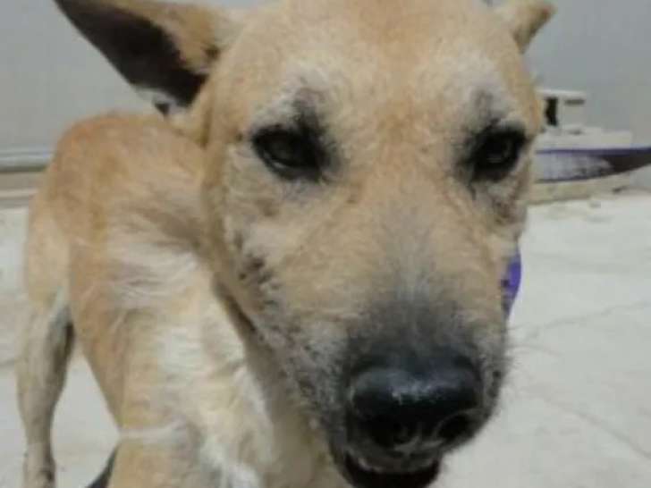 Prêt pour l’adoption : chien de couleur beige