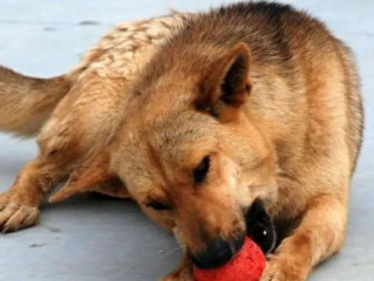 En attente d'un foyer : chienne de 11 ans