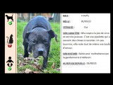 À accueillir : chienne Staffordshire Bull Terrier noire