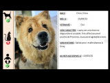 En quête d'un foyer : chienne Chow Chow fauve