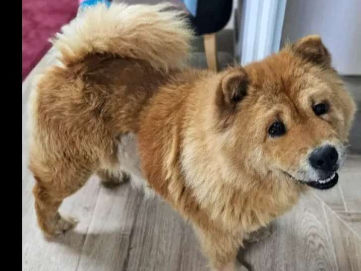 En quête d'un foyer : chienne Chow Chow fauve