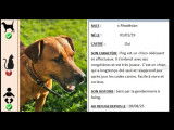 Adoption disponible : chien Rhodesian Ridgeback de 6 ans