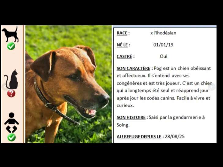 Adoption disponible : chien Rhodesian Ridgeback de 6 ans