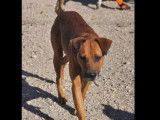 Adoption disponible : chien Rhodesian Ridgeback de 6 ans
