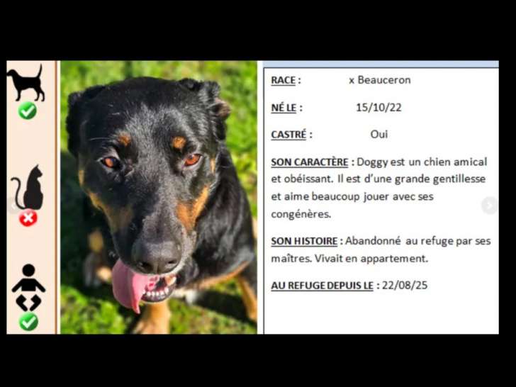 À la recherche d’une famille : chien Beauceron noir et feu