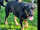 À la recherche d’une famille : chien Beauceron noir et feu