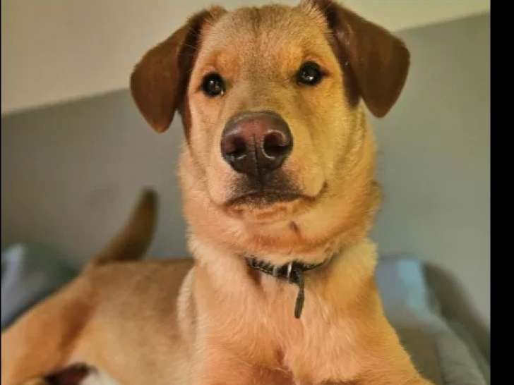 Chiot mâle Akita Inu fauve à adopter