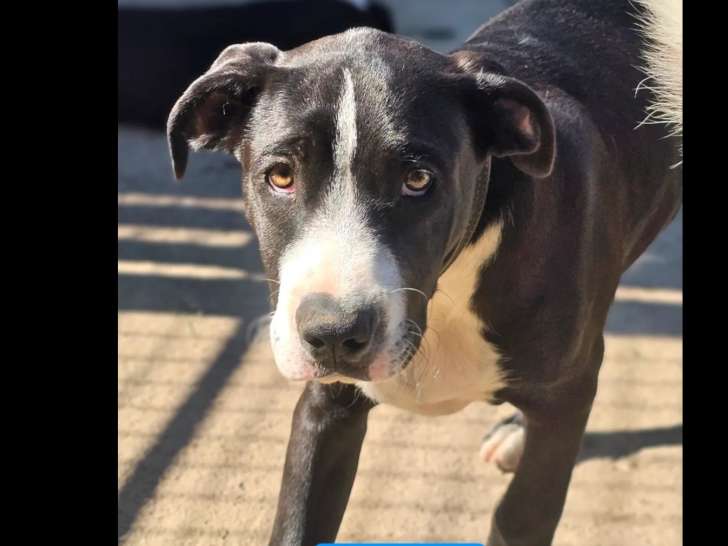 Chiot mâle noir et blanc disponible à l'adoption